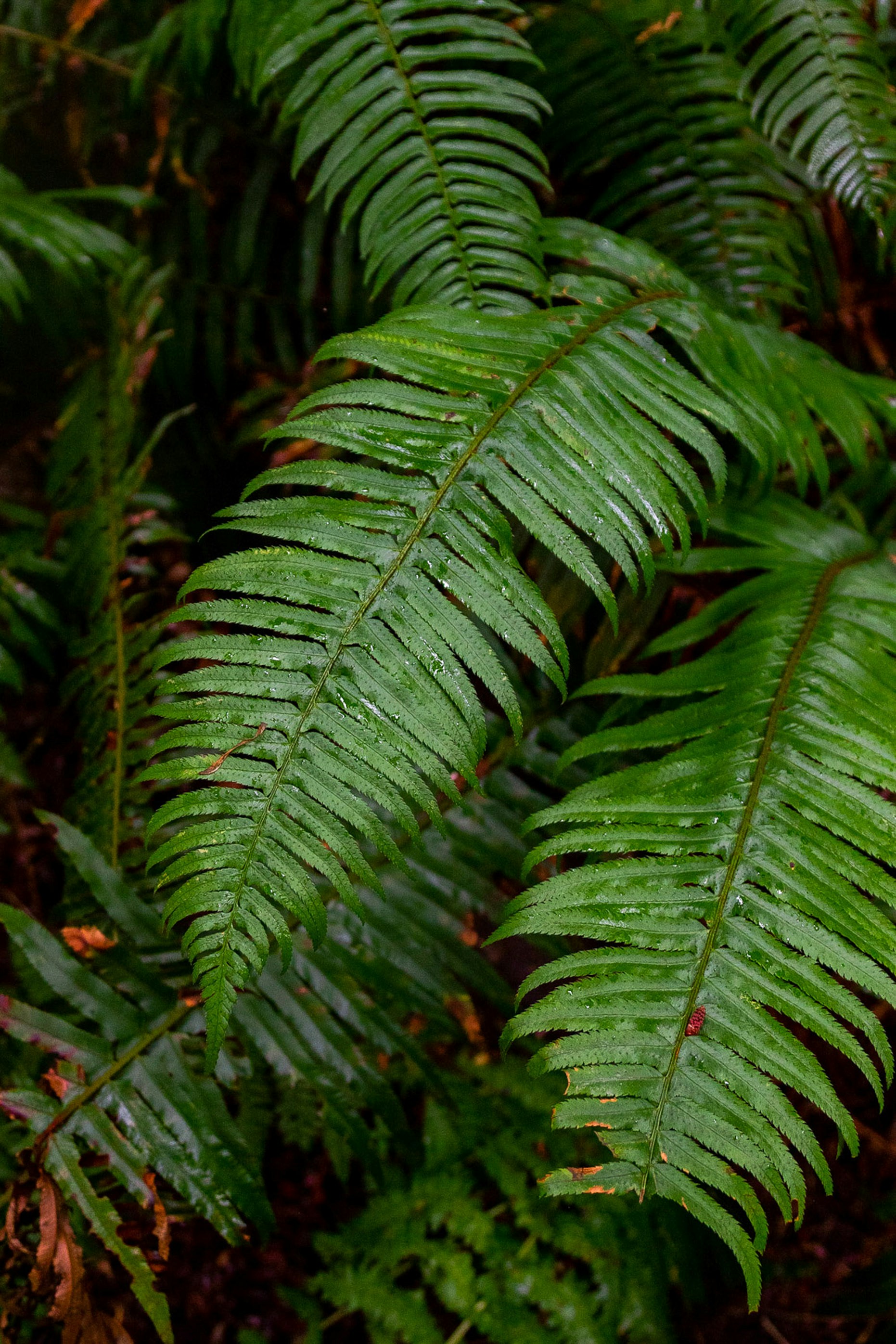 Fern